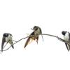 Putziges Schwalbentrio